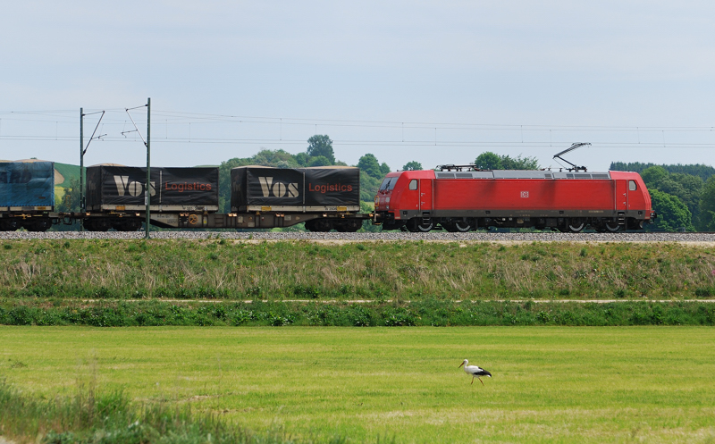 Sie sind L�rmresistent, die Mindeltalweissst�rche! Er unterbricht seine Nahrungssuche keinen Augenblick, obwohl 185 391-0 mit einem schweren G�terzug auf dem Bahndamm Richtung Augsburg f�hrt. Aufgenommen am 10.05.11, kurz nach Burgau.