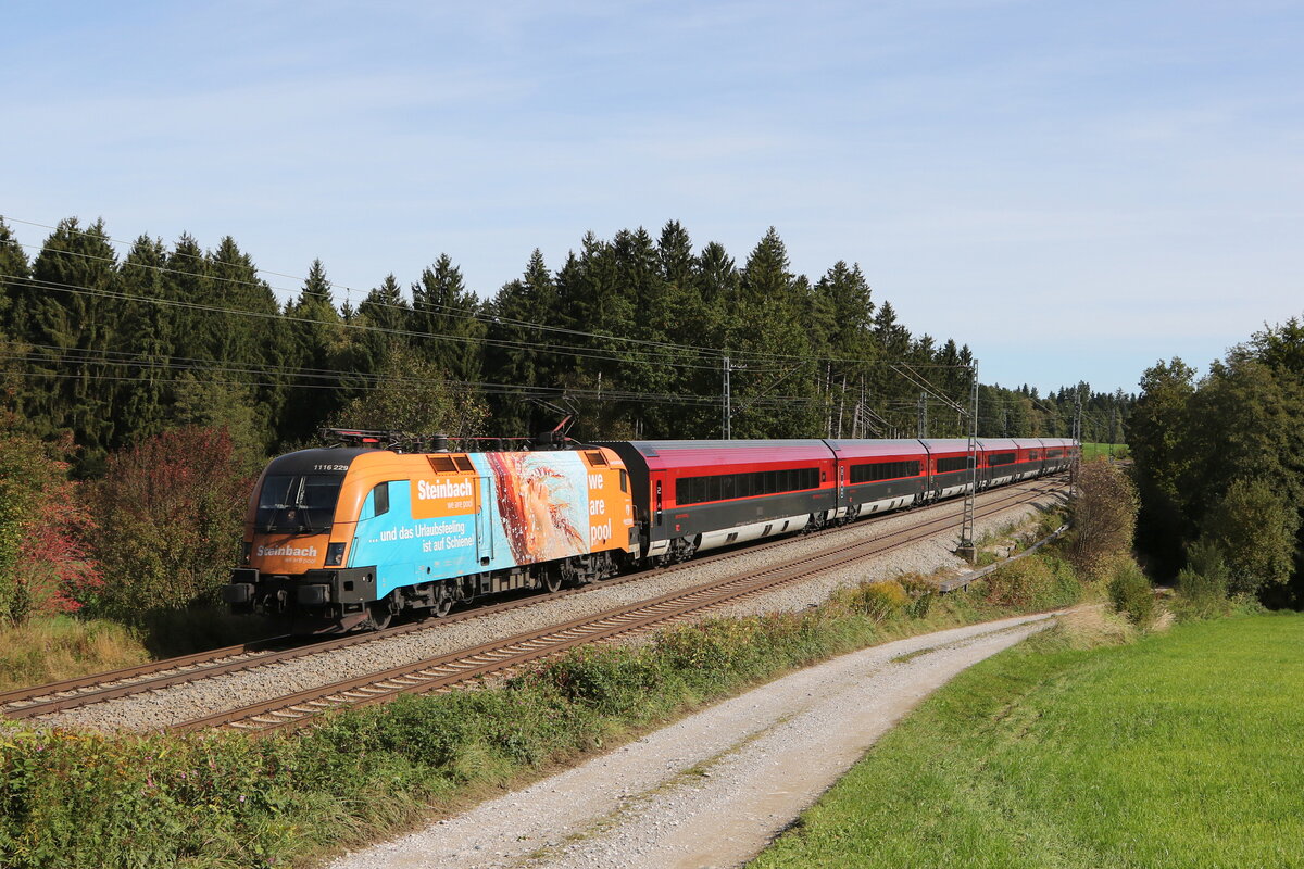 1116 229  Steinbach  unterwegs nach M�nchen. Aufgenommen am 1. Oktober 2021 bei Grabenst�tt im Chiemgau.